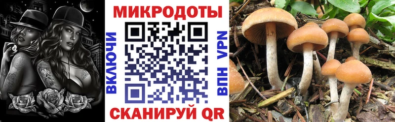 Галлюциногенные грибы Psilocybe  Шацк 